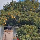 하귤낭하우스 이미지