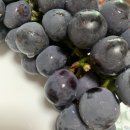 이순희농가 이미지