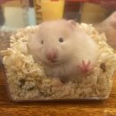 우다다햄쮸 이미지