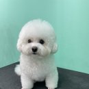 멍블리 펫살롱 이미지