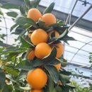 제주하우스 이미지