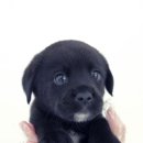 광주강아지분양 고양이분양 도로시펫 이미지