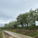 출렁다리 이팝나무길 이미지