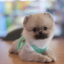 이든펫샵 이미지