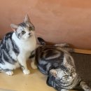 아메숏 캐터리 이미지