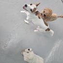 쉬다가개 애견호텔유치원 이미지