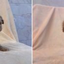 도그마루 강아지고양이 일산점 이미지