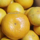 선들농장(2) | 제주도 귤농장 제주더유스 귤택배 후기