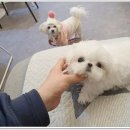펫블리 이미지