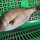 원실내바다낚시터 이미지