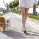 25시동물의료센터 이미지