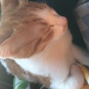 여서동물병원 이미지