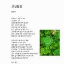 고집불통