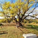 팽나무(Celtis sinensis) 이미지