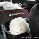 은빛여울 | {반려견펜션}: 애견동반 가능한 강원도 홍천강 근처 펜션 "은빛여울펜션"