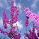 꽃 우리 이미지