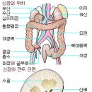 신장병에 좋은 약초 민간요법 총정리 이미지