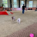 오렌지애견 | 광주 | 광주 애견카페 강아지 운동장이 있는 “오렌지 카페”