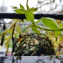 무안세발낙지 이미지