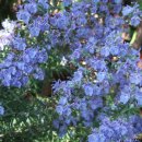 로즈마리 이미지