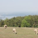 염소꿈농원 이미지