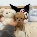 창원강아지분양 헬스독 애견입양 말티푸들포메라니안미니비숑 이미지