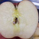 향촌 농원 | 밀양얼음골사과 향촌농원 꿀사과 먹어본 후기