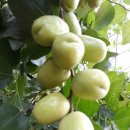 산외농장 이미지