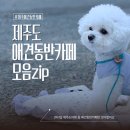 270-4506 | 제주도 애견동반카페 모음zip