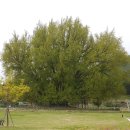 원주굽이길 원7코스 반계리은행나무길 이미지