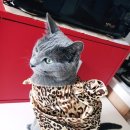 우다다 이미지