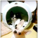 민트도그 이미지