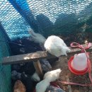 광은2농장 이미지