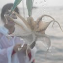 노을쭈꾸미 네이버블로그