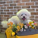 위디위키 | 🐶거대 비숑 토토의 위디위키 적응기🐶