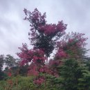 농장에 핀꽃 그리고 수박 이미지