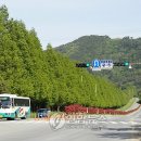 통영터널로가로수 이미지