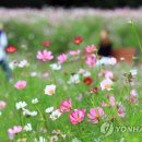 코스모스정수기 연합뉴스