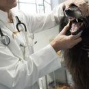 고촌동물병원 이미지