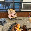 보성애견 이미지