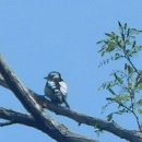 팥배나무꽃, 되지빠귀, 오딱, Pied puffbird 이미지