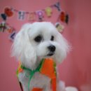 견사무소 호텔 유치원 이미지