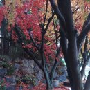 단풍잎이 마치 꽃잎 같아요~~~🍁🍂🍁🍂🍁🍂🍁🍂🍁🍂 이미지