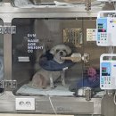 스마트동물병원 이미지