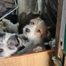 로얄동물메디컬센터 본원 이미지