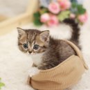 고양이 미용 캣어스(cat : us) | 인천고양이분양 브리티쉬숏헤어!