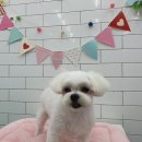 말티스토리 이미지