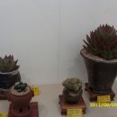 싱싱다육그린원 이미지