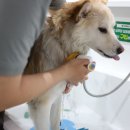 종로애견미용 이미지