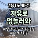 테마 애견 | [담청이와함께] 경기도 파주에 있는 실내외 넓은 운동장 자유로멍놀러와 테마애견파크 다녀온 후기